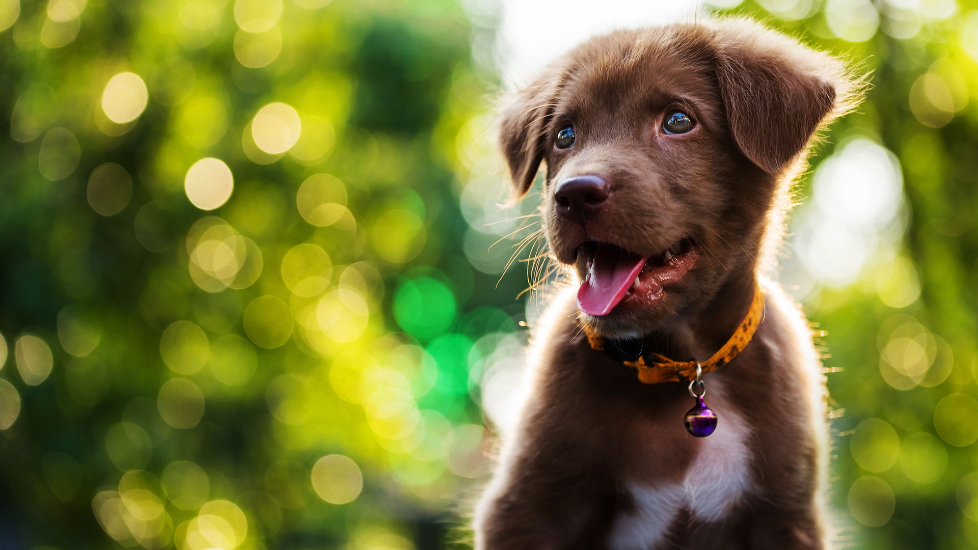 Puppy